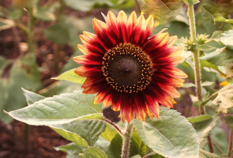 紅色向日葵栽培方法