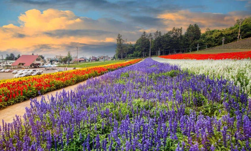 薰衣草開花後修剪