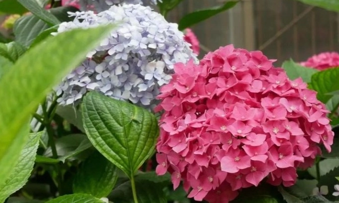 鑽石繡球花照顧