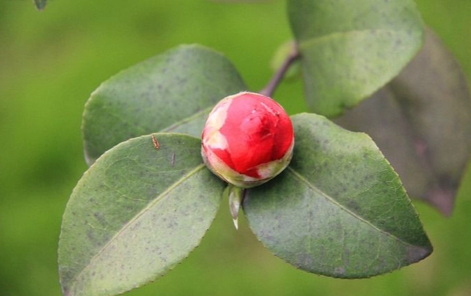 花苞不開花處理 花苞不開花處理