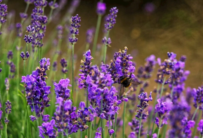 薰衣草種植問題