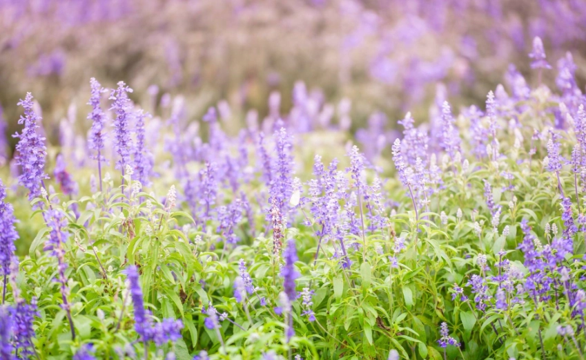 薰衣草耐旱特性