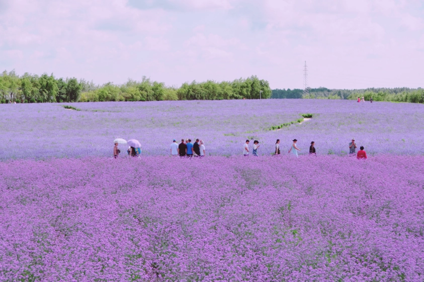 室内薰衣草养护