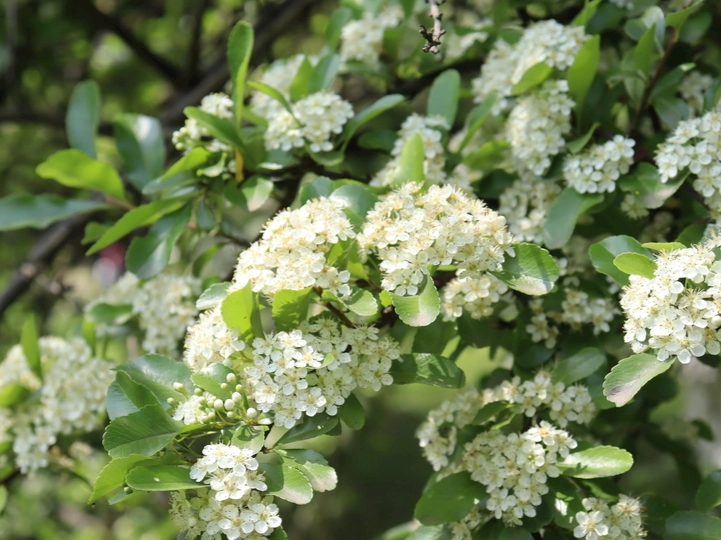 大葉七里香種植 大葉七里香種植