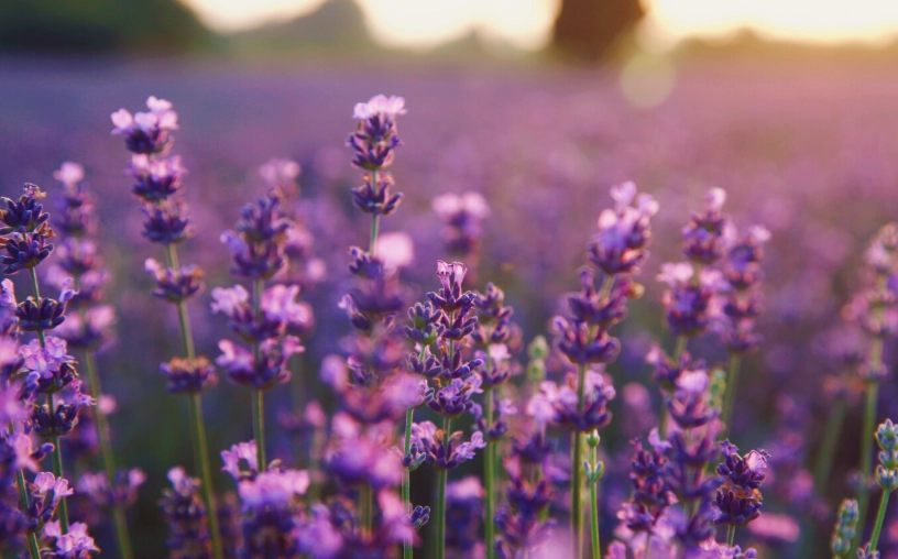 薰衣草耐旱特性