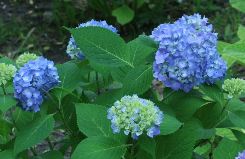 繡球花中毒處理