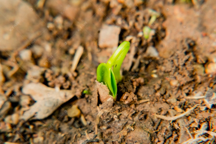 種子發芽陽光需求 種子發芽陽光需求