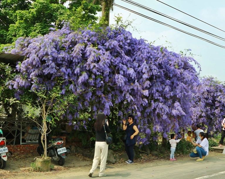 錫葉藤栽培 錫葉藤栽培