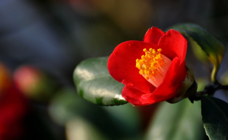 茶花病蟲害防治 茶花病蟲害防治