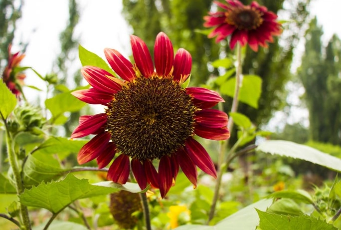 紅色向日葵品種