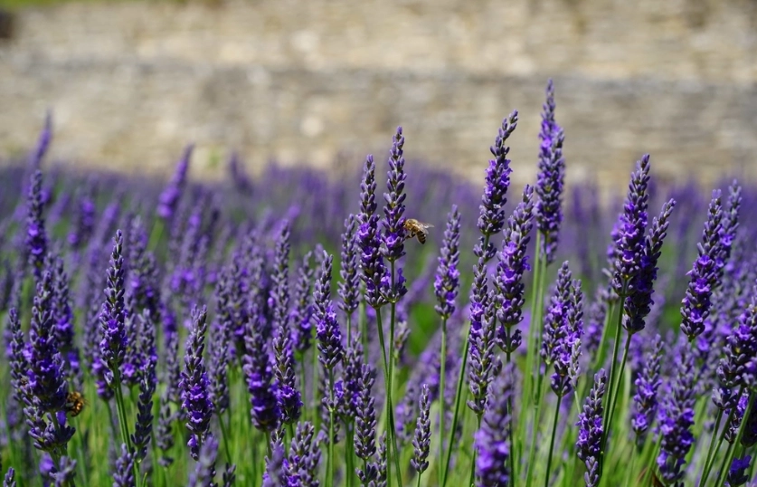 薰衣草種植問題