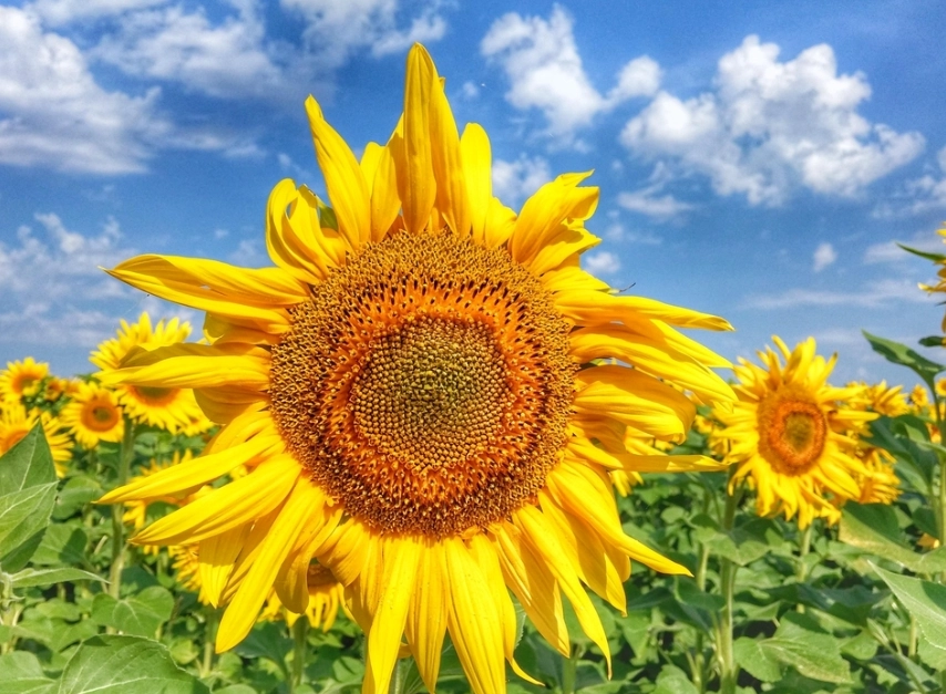 向日葵種子發芽