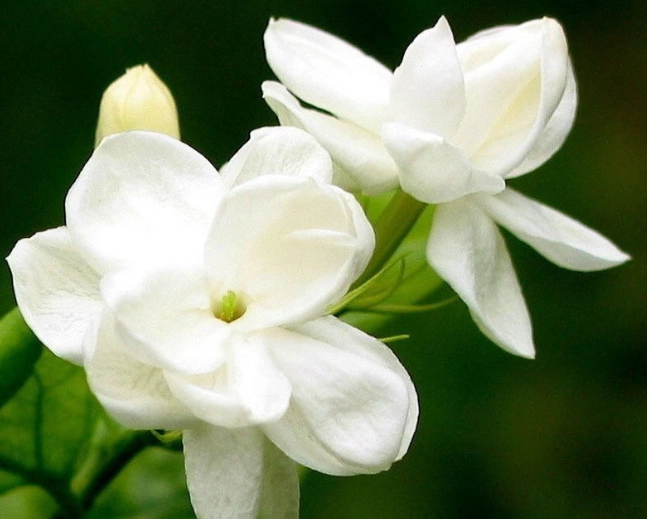 室內植物茉莉花