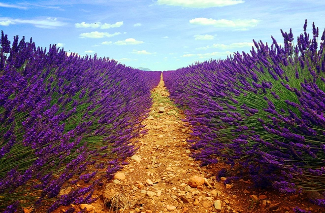 艾維儂薰衣草照顧