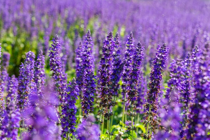 薰衣草換土時間