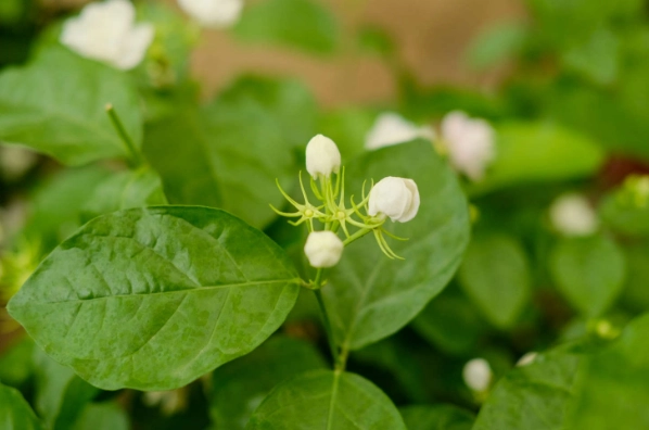 茉莉花土壤