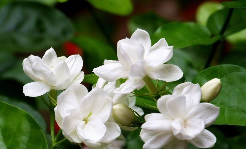 香水茉莉花護理