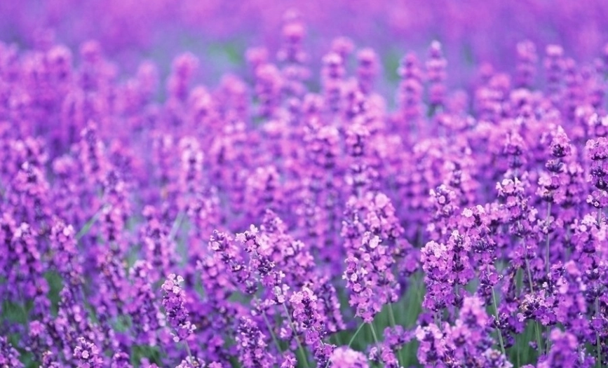 薰衣草養護技巧