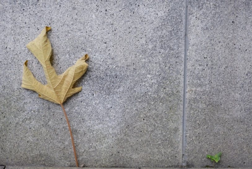 新葉枯萎原因 新葉枯萎原因