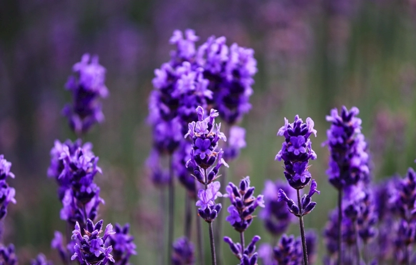 室内薰衣草养护