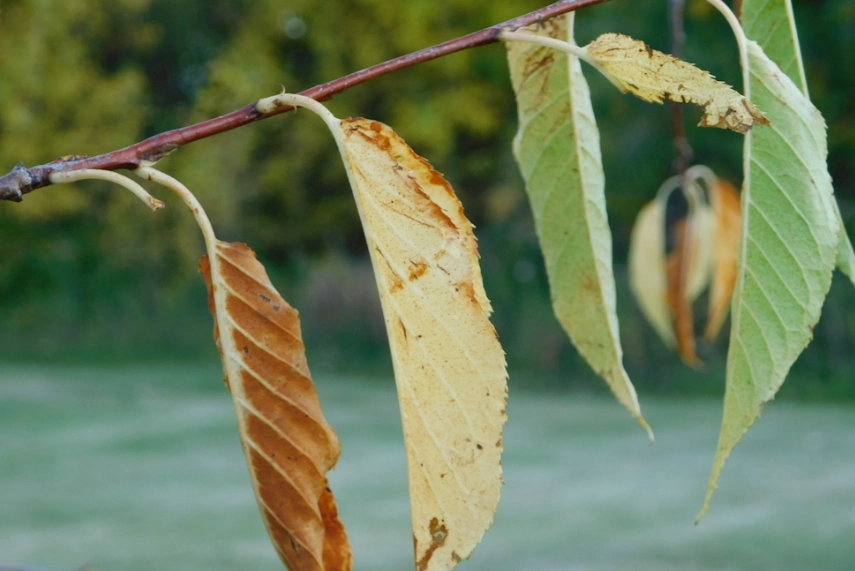 新葉枯萎處理 新葉枯萎處理