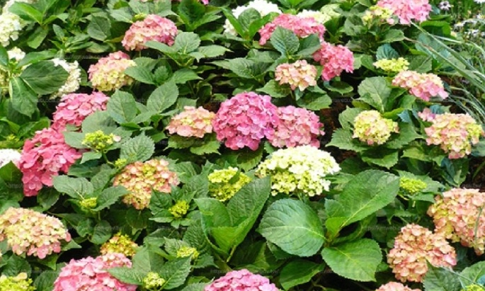 繡球花栽培技巧