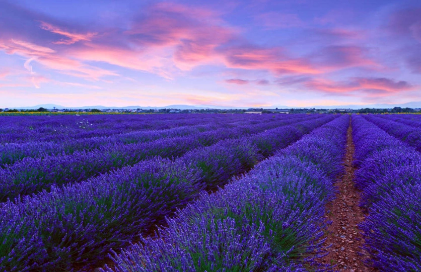 薰衣草種植問題