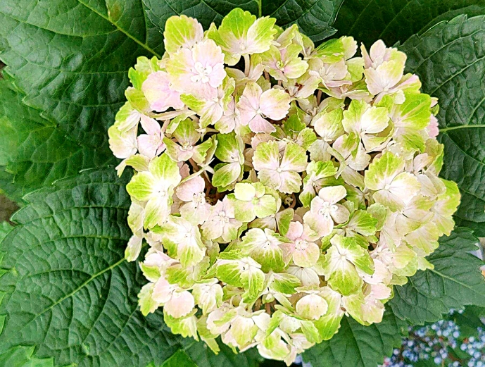 繡球花開花技巧
