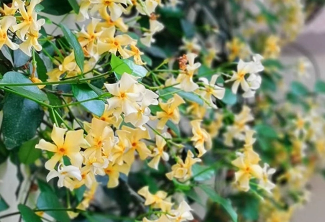 茉莉花種植技巧