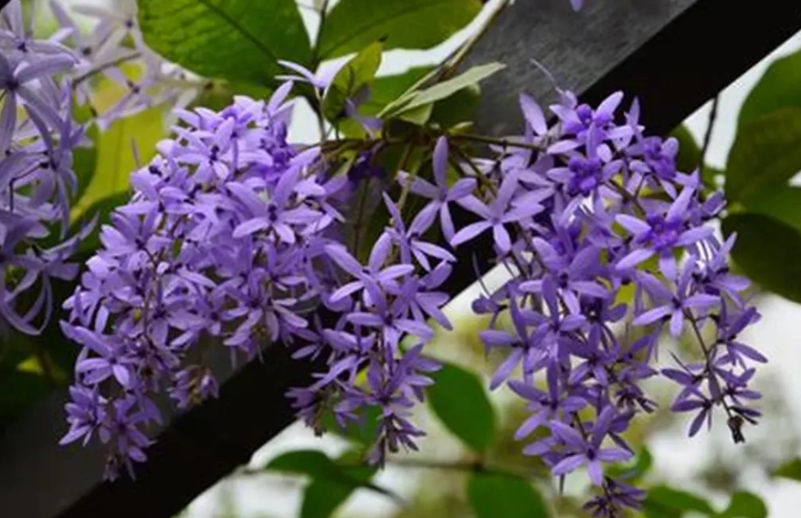 錫葉藤栽培 錫葉藤栽培