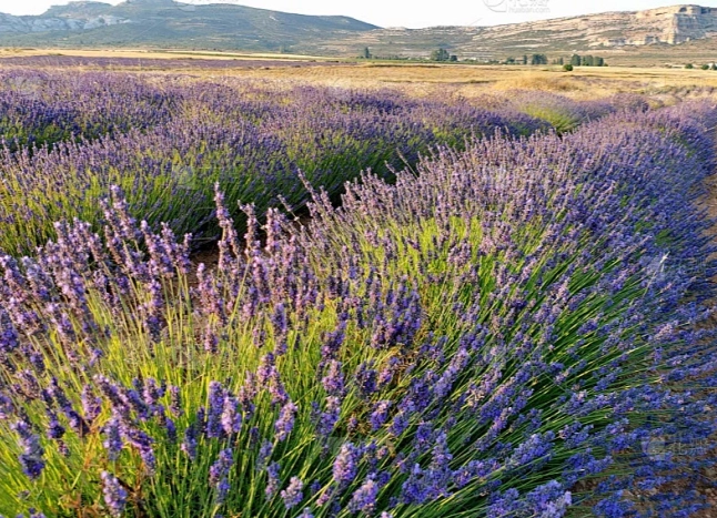 薰衣草養護技巧