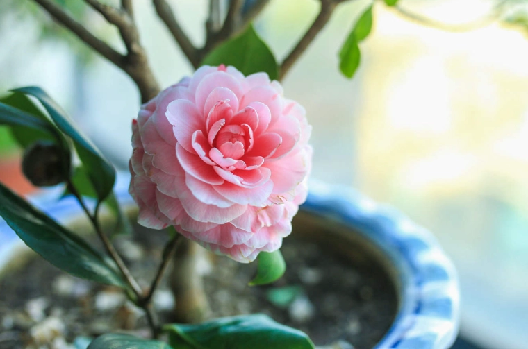 茶花葉片下垂原因