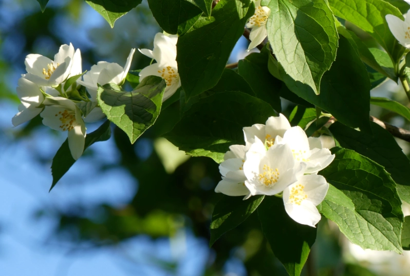 茉莉花種植技巧