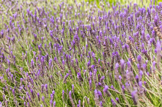 薰衣草葉子變黃