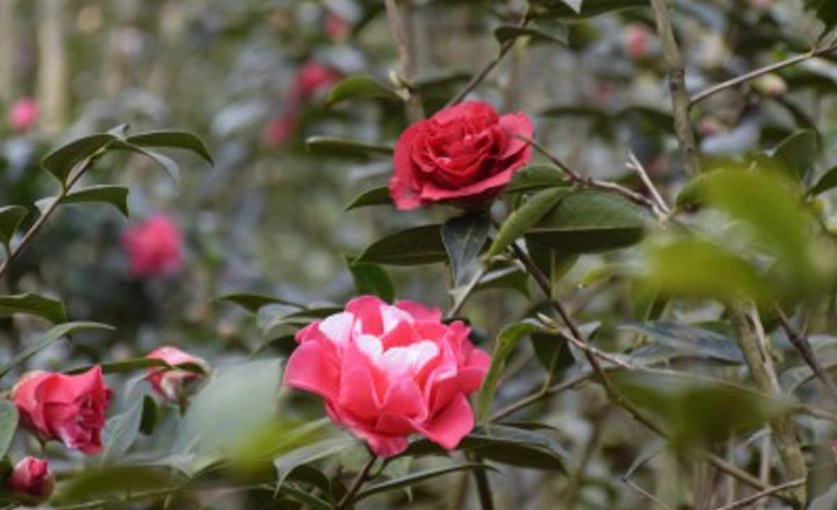 茶花养护误区 茶花养护误区