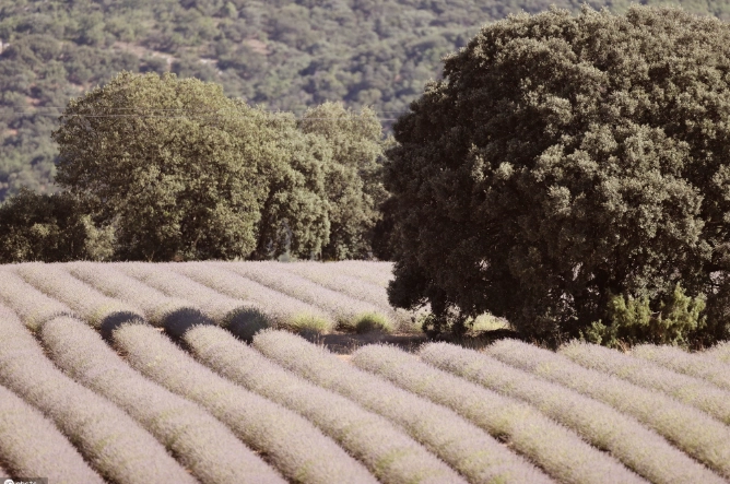 薰衣草葉子變黃