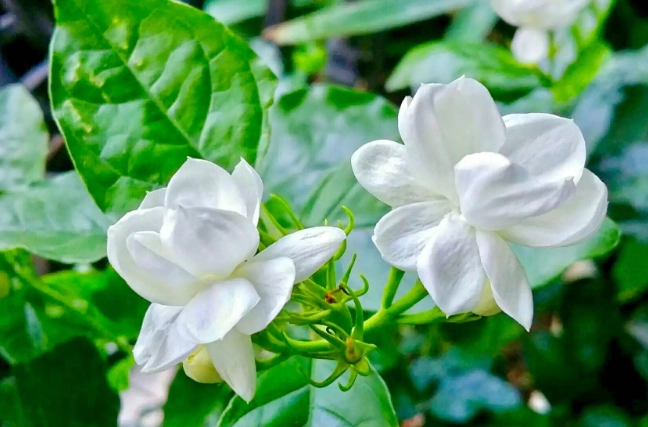 茉莉花施肥方法