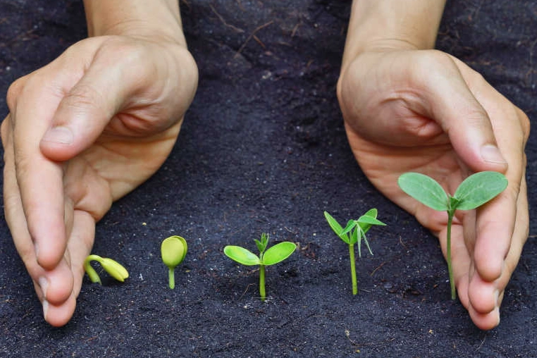 種子發芽光照條件 種子發芽光照條件