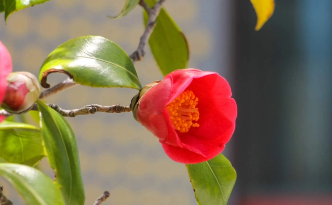 茶花養護指南 茶花養護指南
