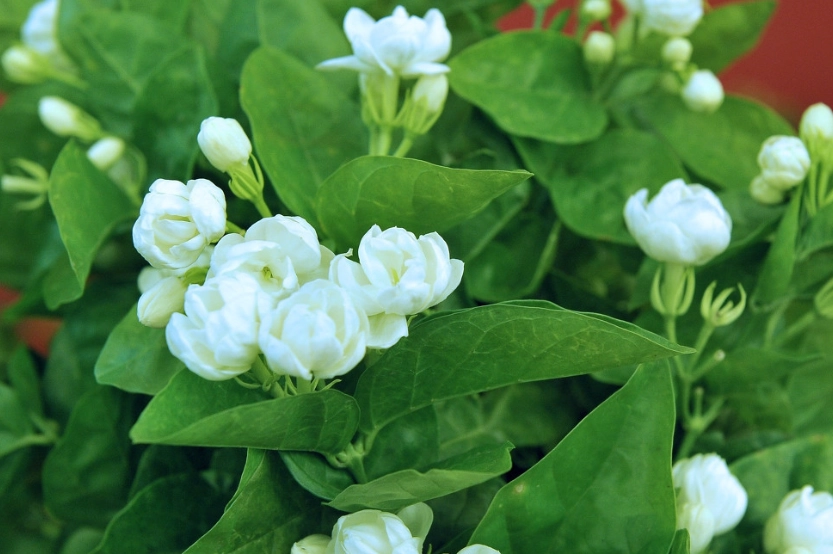 茉莉花種植技巧