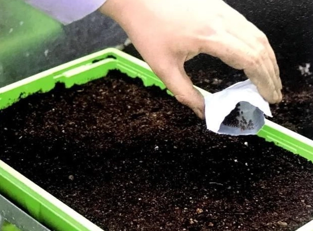 種子發芽需要光嗎 種子發芽需要光嗎