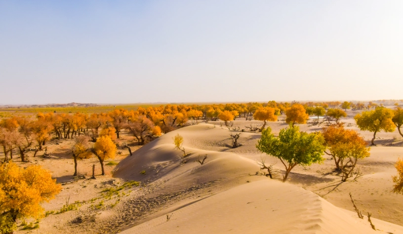 沙漠苏木照顾技巧 沙漠苏木照顾技巧