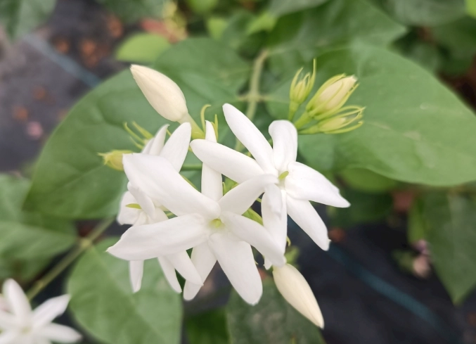 茉莉花栽培技巧