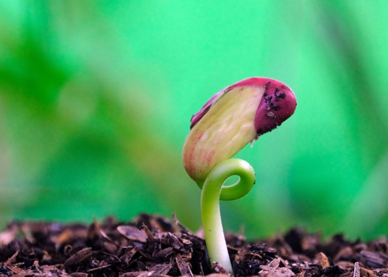 種子發芽光照條件 種子發芽光照條件