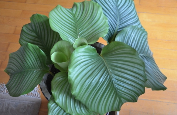 植物葉子變小處理