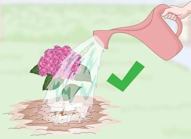 繡球花施肥方法