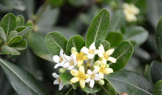 大葉七里香病蟲害 大葉七里香病蟲害