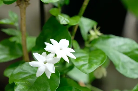 茉莉花施肥方法