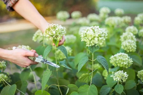 繡球花護理技巧