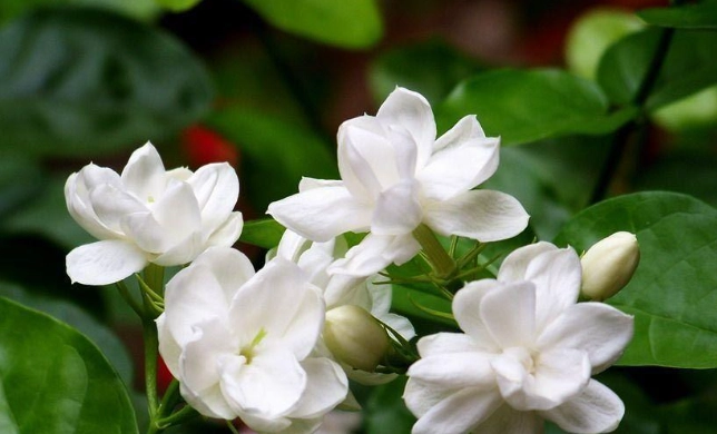 茉莉花種植技巧